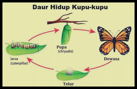 Siklus Kehidupan Kupu Kupu - KibrisPDR