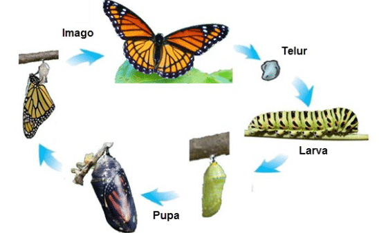 Detail Siklus Kehidupan Kupu Kupu Nomer 2