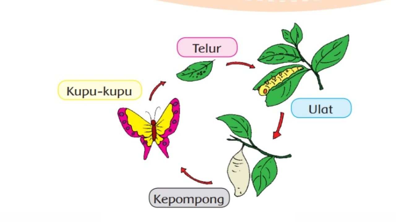 Detail Siklus Kehidupan Kupu Kupu Nomer 3