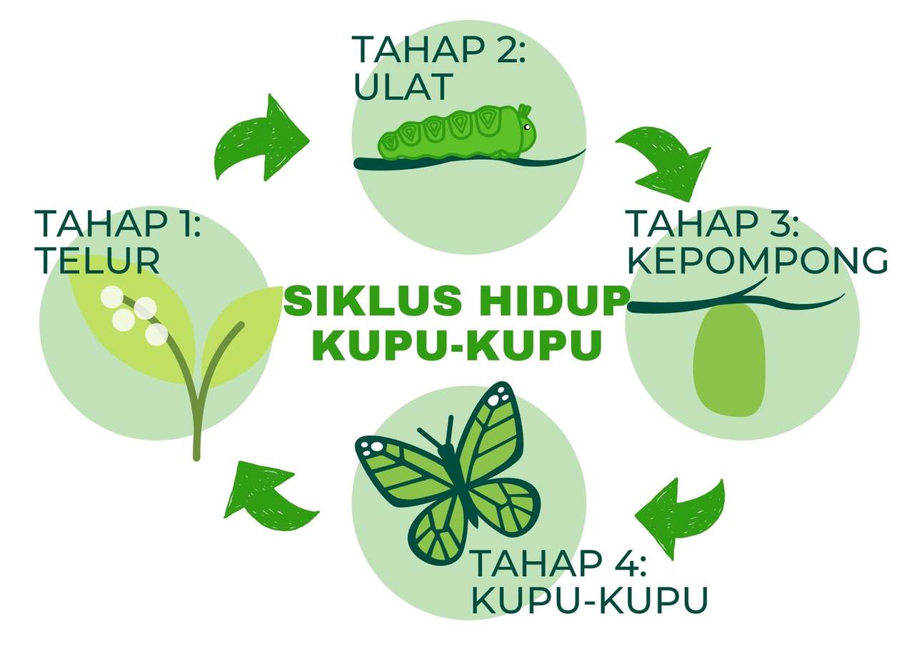 Detail Siklus Kehidupan Kupu Kupu Nomer 27