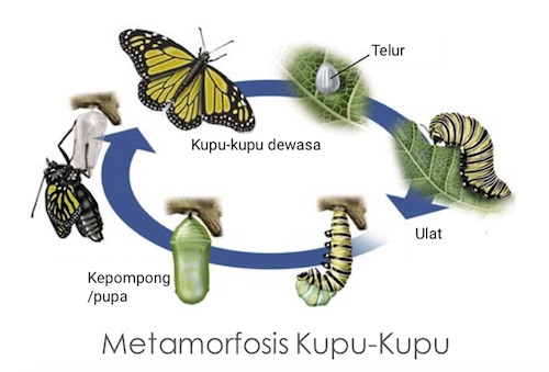 Detail Siklus Kehidupan Kupu Kupu Nomer 36