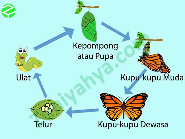 Detail Siklus Kehidupan Kupu Kupu Nomer 5