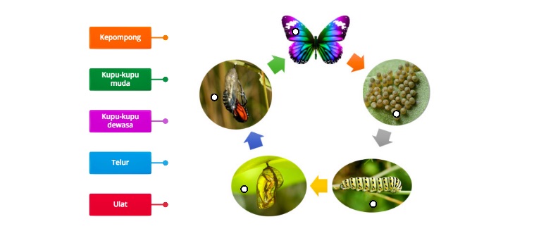 Detail Siklus Kehidupan Kupu Kupu Nomer 51
