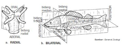 Detail Simetri Radial Adalah Nomer 26