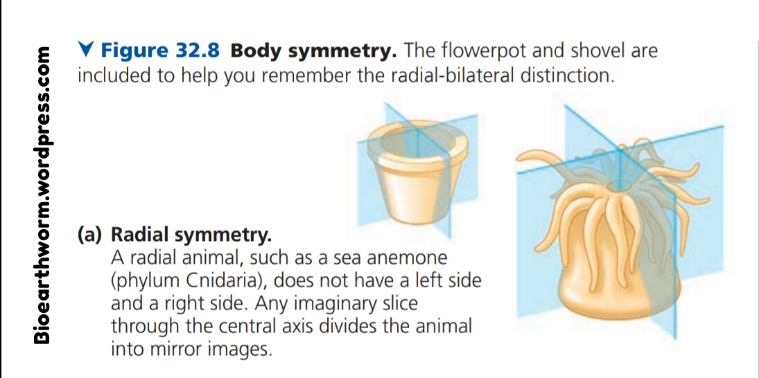 Detail Simetri Radial Adalah Nomer 34