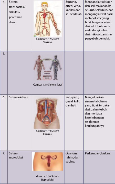 Detail Sistem Organ Gambar Organ Fungsi Nomer 2