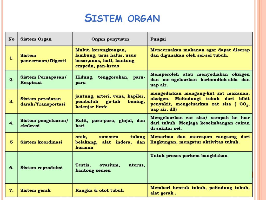 Detail Sistem Organ Gambar Organ Fungsi Nomer 22