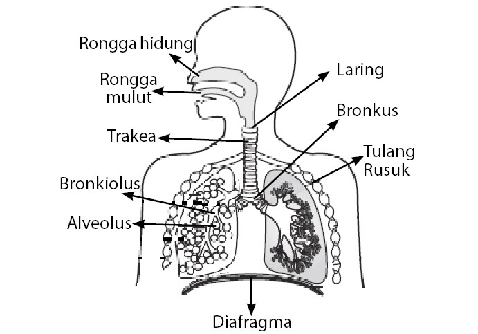 Detail Sistem Organ Gambar Organ Fungsi Nomer 42