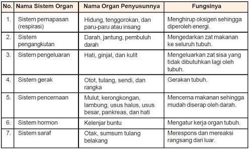 Detail Sistem Organ Gambar Organ Fungsi Nomer 5