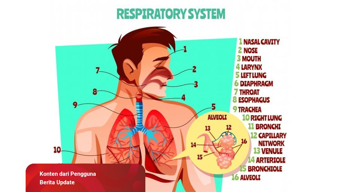 Detail Sistem Pernapasan Dan Fungsi Serta Gambar Nomer 23