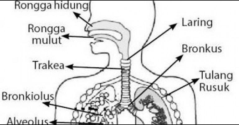 Detail Sistem Pernapasan Dan Fungsi Serta Gambar Nomer 28