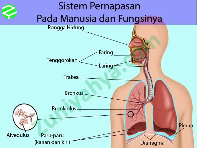 Detail Sistem Pernapasan Dan Fungsi Serta Gambar Nomer 32