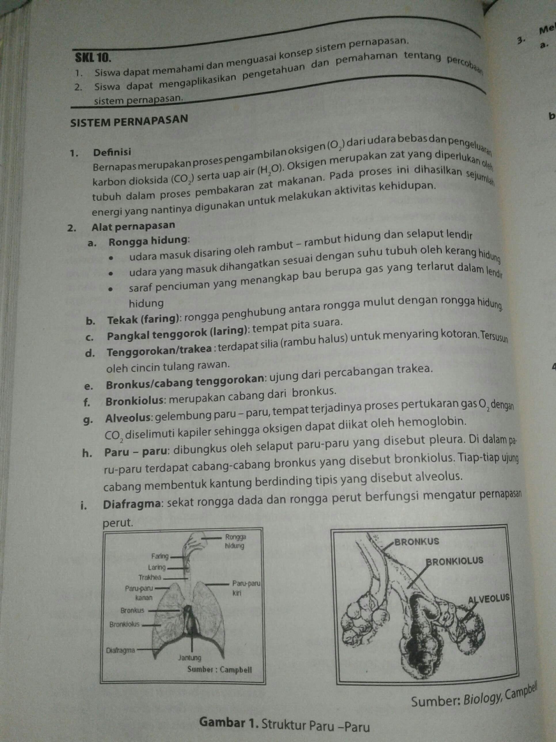 Detail Sistem Pernapasan Dan Fungsi Serta Gambar Nomer 34