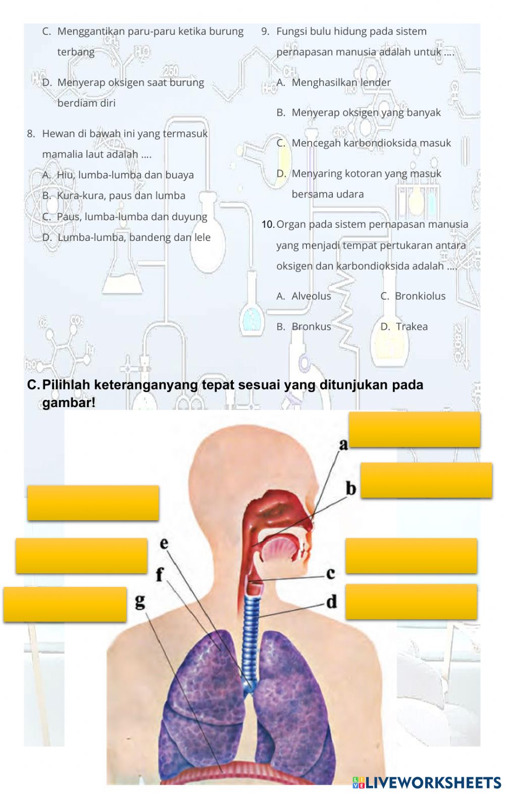 Detail Sistem Pernapasan Dan Fungsi Serta Gambar Nomer 41