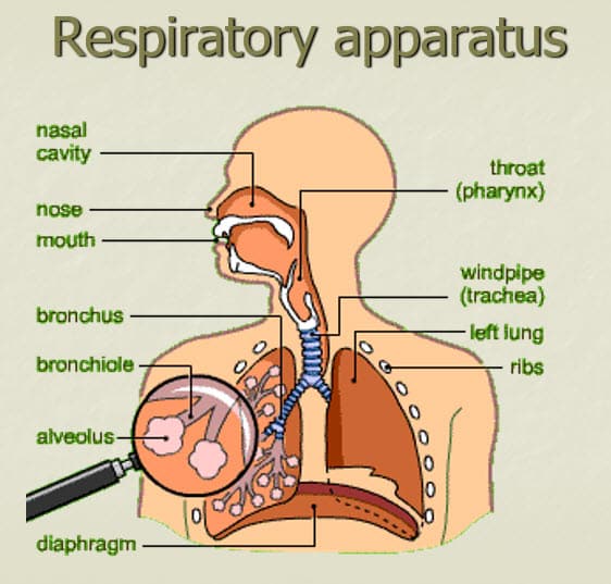 Detail Sistem Pernapasan Dan Fungsi Serta Gambar Nomer 43