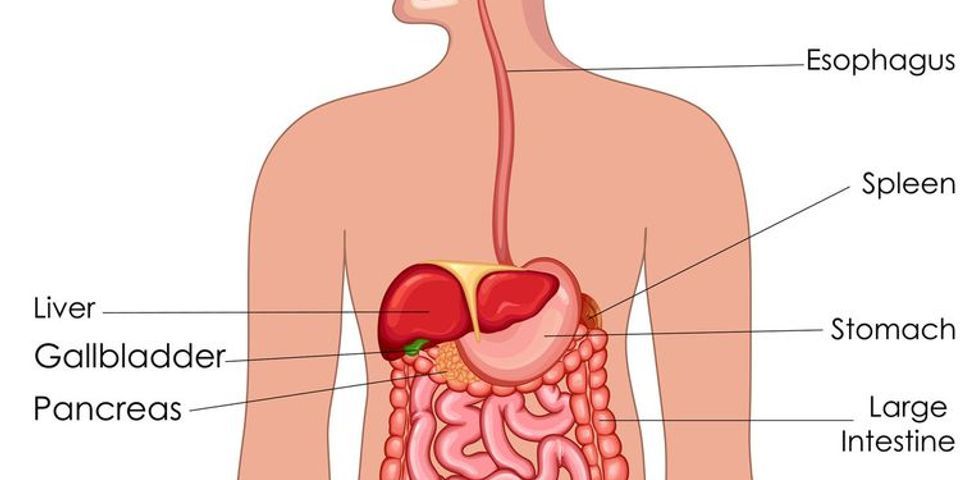 Detail Sistem Pernapasan Dan Fungsi Serta Gambar Nomer 46