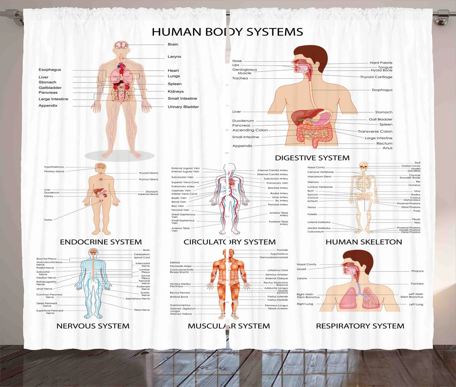 Detail Skema Organ Tubuh Manusia Nomer 22