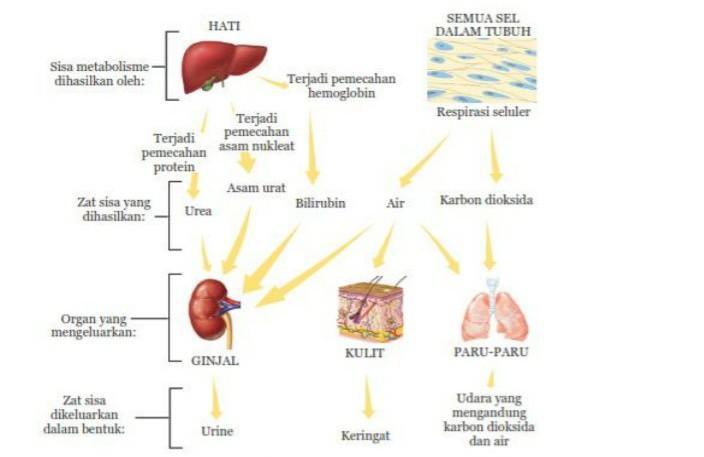 Detail Skema Organ Tubuh Manusia Nomer 27