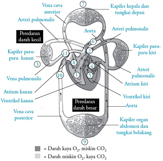 Detail Skema Organ Tubuh Manusia Nomer 34