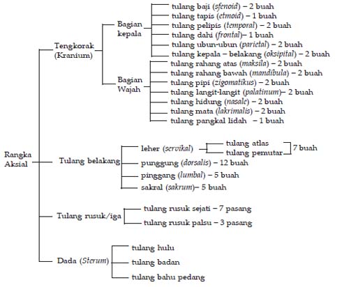 Detail Skema Organ Tubuh Manusia Nomer 38