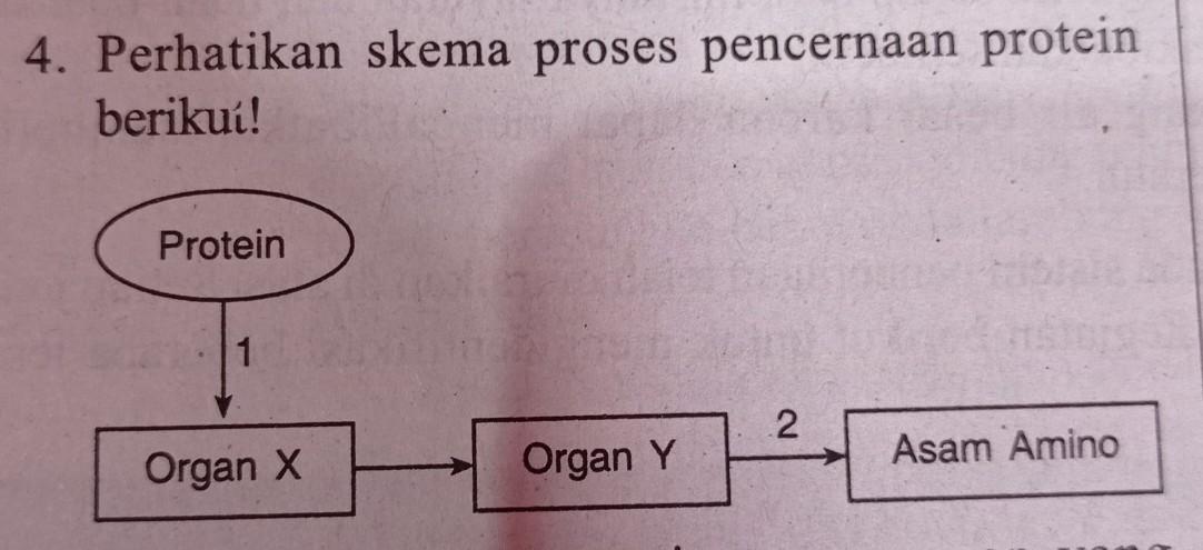 Detail Skema Organ Tubuh Manusia Nomer 40