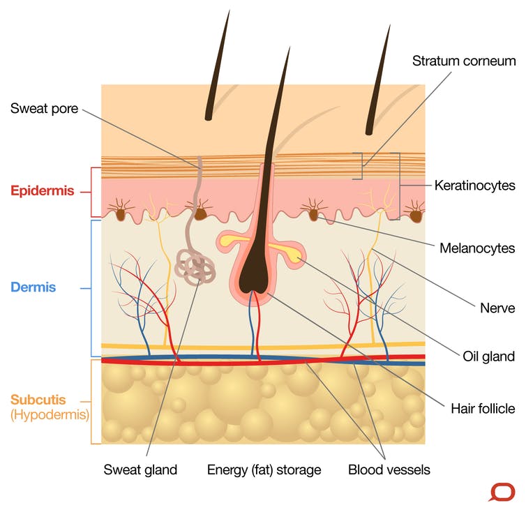 Detail Skema Organ Tubuh Manusia Nomer 48