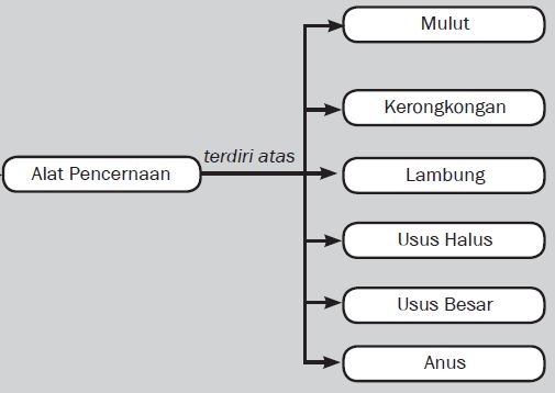 Detail Skema Organ Tubuh Manusia Nomer 50