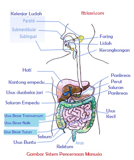 Detail Skema Organ Tubuh Manusia Nomer 6