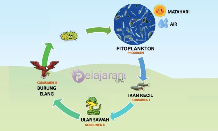 Detail Sketsa Ekosistem Kolam Sketsa Gambar Ikan Dan Kolam Untuk Menggambar Nomer 14