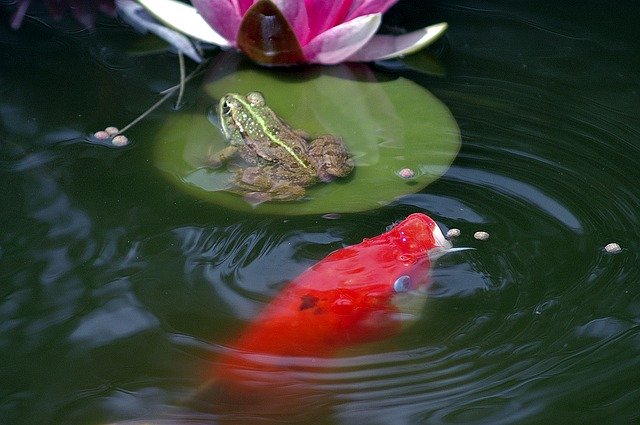 Detail Sketsa Ekosistem Kolam Sketsa Gambar Ikan Dan Kolam Untuk Menggambar Nomer 10