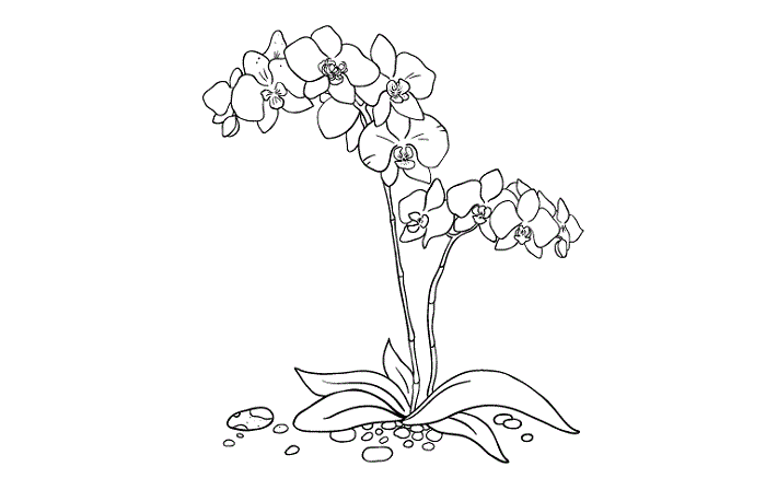 Detail Sketsa Gambar Bunga Beserta Pot Nya Nomer 44