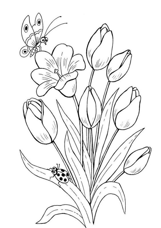 Detail Sketsa Gambar Bunga Tulip Beserta Warnanya Nomer 11