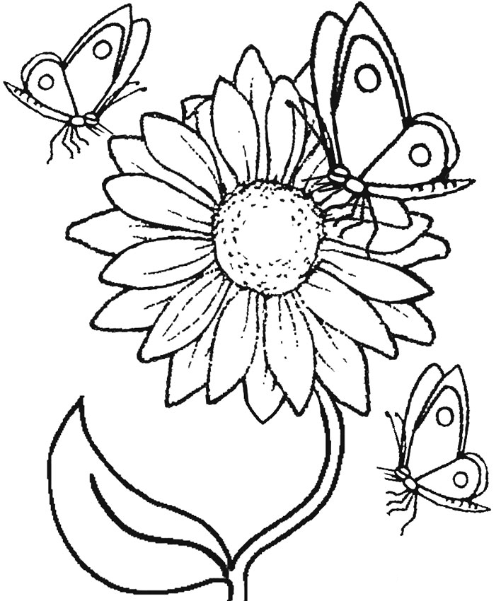 Detail Sketsa Gambar Bunga Untuk Anak Tk Nomer 42