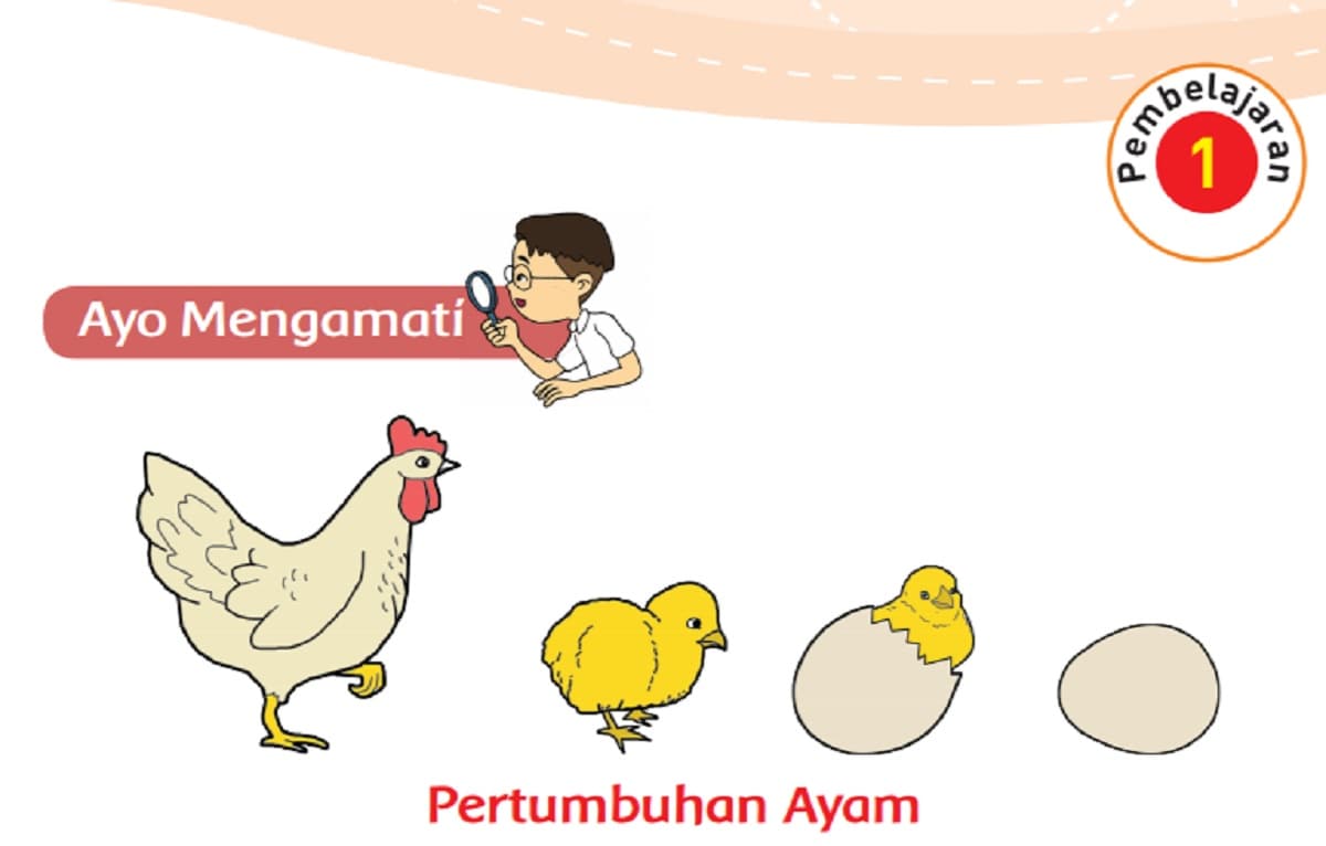 Detail Sketsa Gambar Burung Buku Siswa Tema 3 Kelas 4 Nomer 49