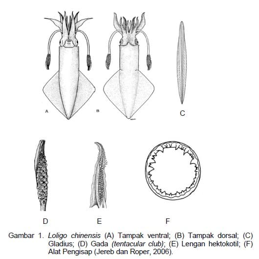 Detail Sketsa Gambar Cumi Cumi Nomer 14