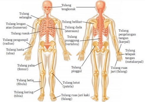 Detail Sketsa Rangka Manusia Nomer 29