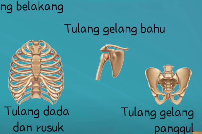 Detail Sketsa Rangka Manusia Nomer 37