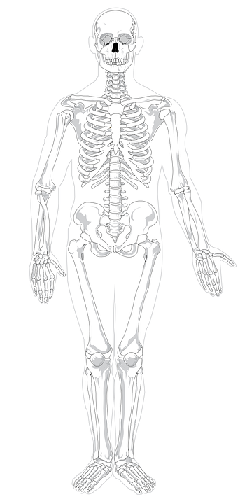 Detail Sketsa Rangka Manusia Nomer 4