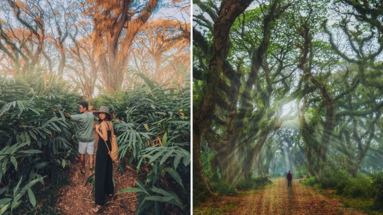 Detail Soal Gambar Hutan Untuk Pariwisata Nomer 35