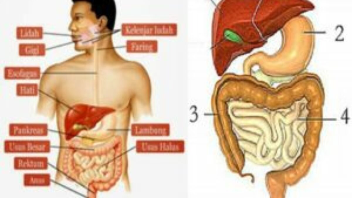 Detail Soal Gambar Pencernaan Manusia Nomer 12