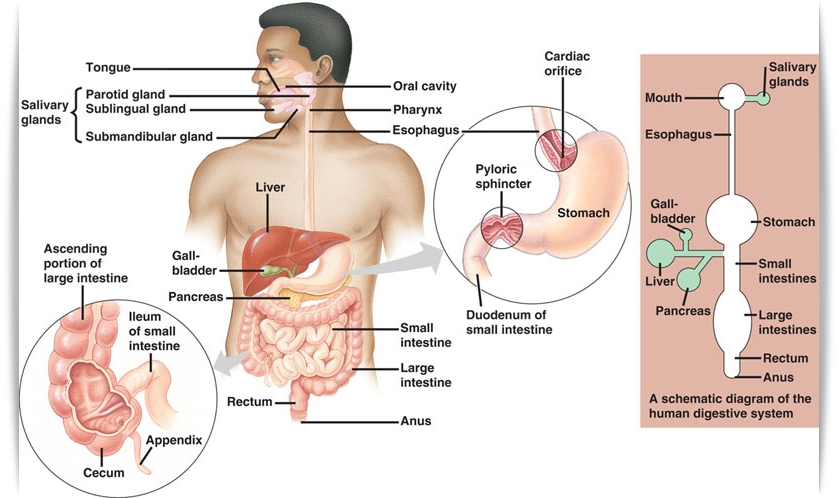 Detail Soal Gambar Pencernaan Manusia Nomer 14