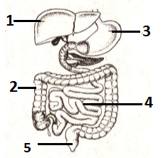 Detail Soal Gambar Pencernaan Manusia Nomer 15