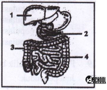 Detail Soal Gambar Pencernaan Manusia Nomer 17