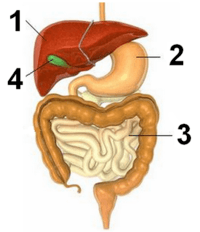 Detail Soal Gambar Pencernaan Manusia Nomer 3