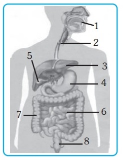 Detail Soal Gambar Pencernaan Manusia Nomer 4