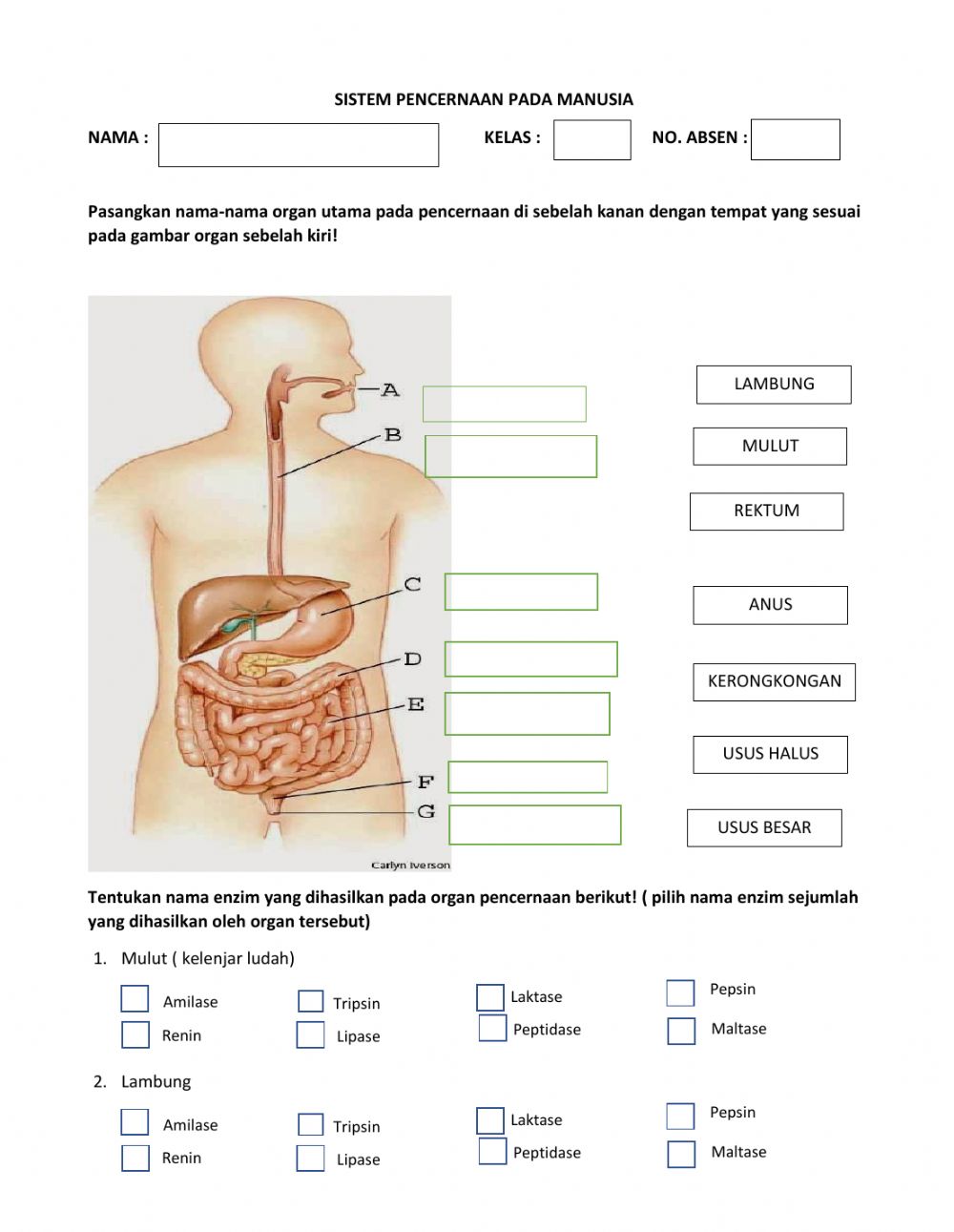 Detail Soal Gambar Pencernaan Manusia Nomer 28