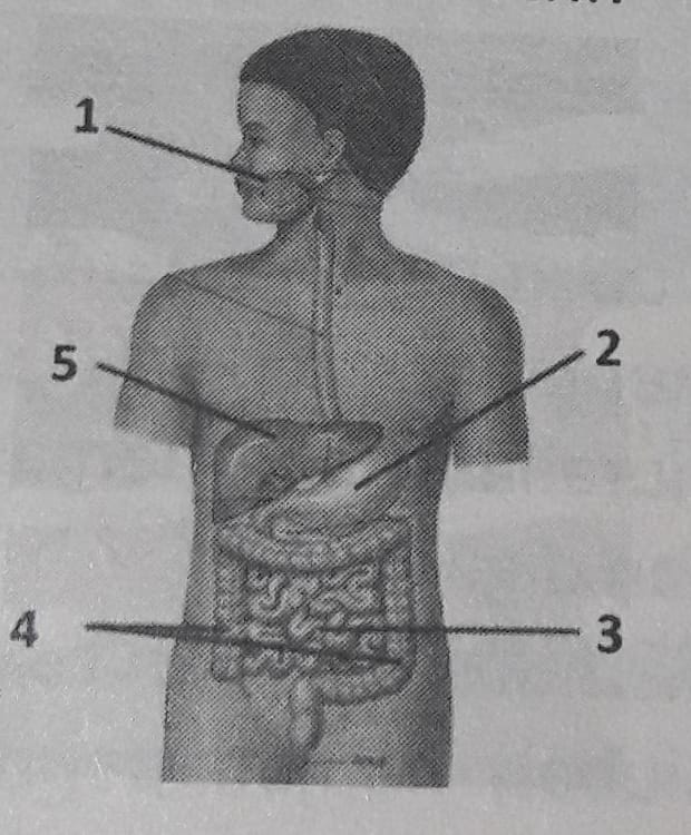 Detail Soal Gambar Pencernaan Manusia Nomer 29