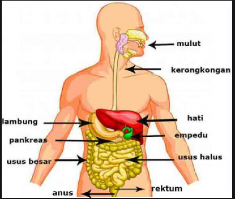 Detail Soal Gambar Pencernaan Manusia Nomer 50