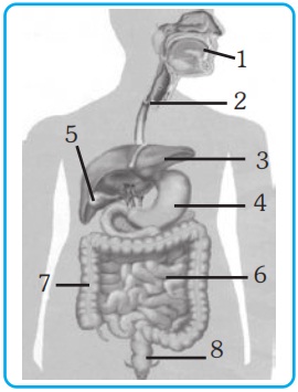 Detail Soal Gambar Pencernaan Manusia Nomer 6