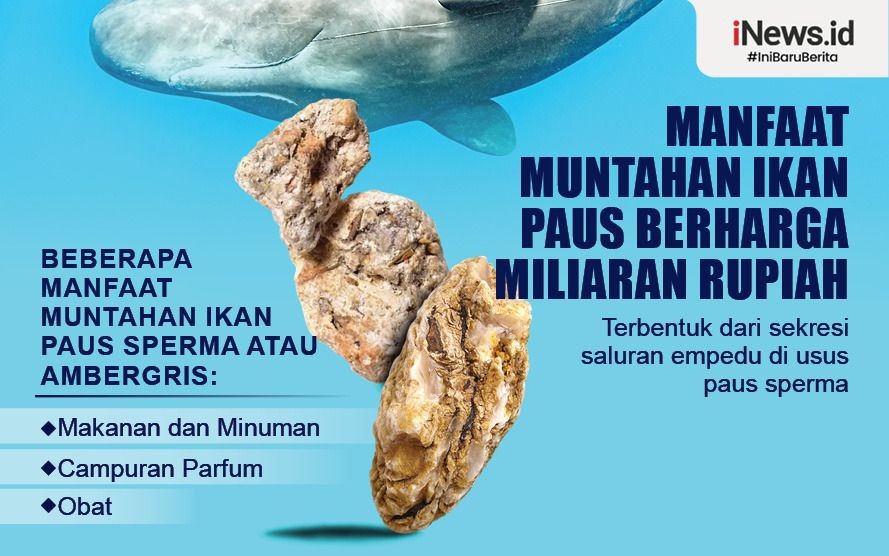 Detail Sperma Ikan Paus Nomer 5